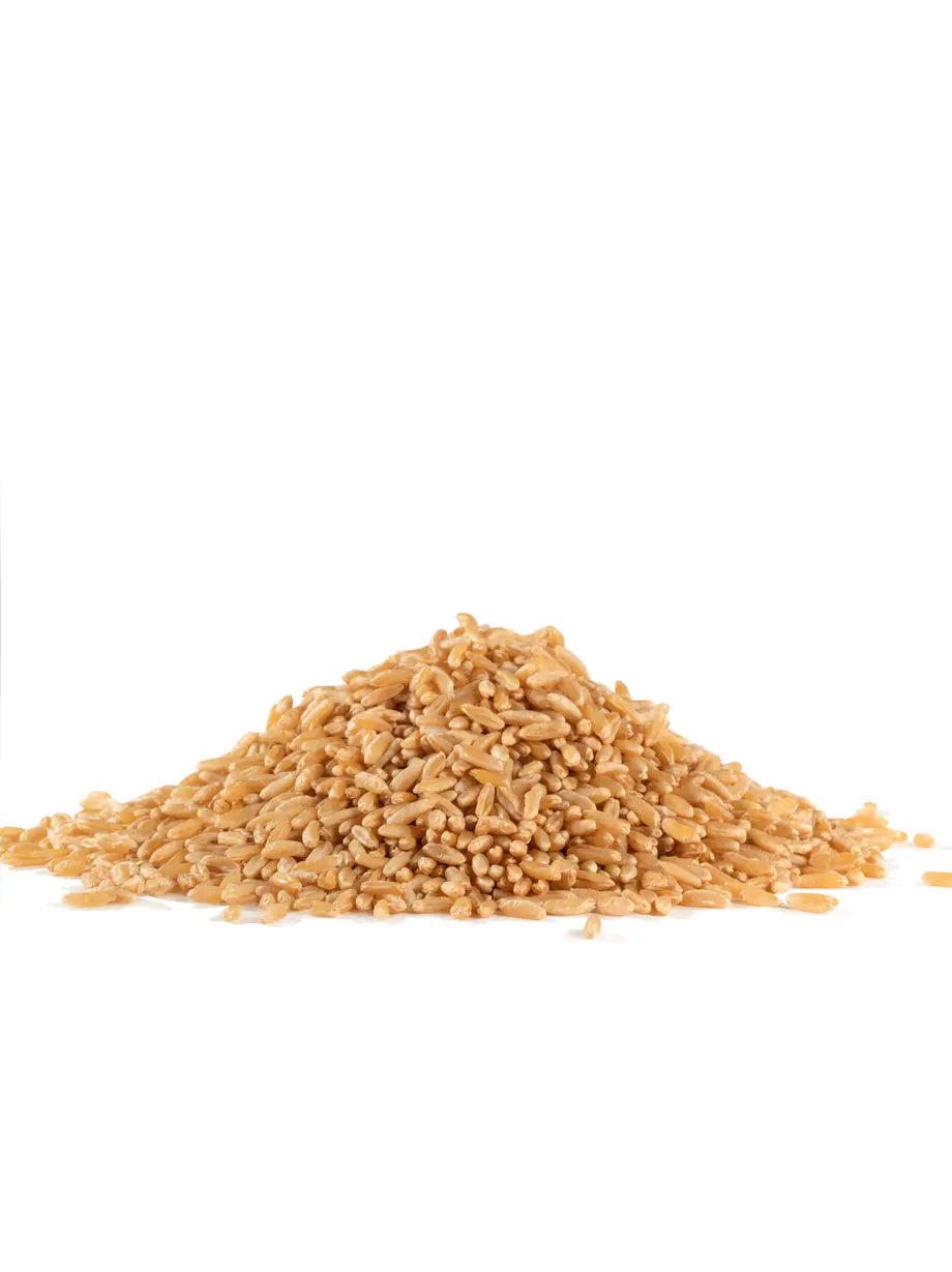 Organic Kamut Berries