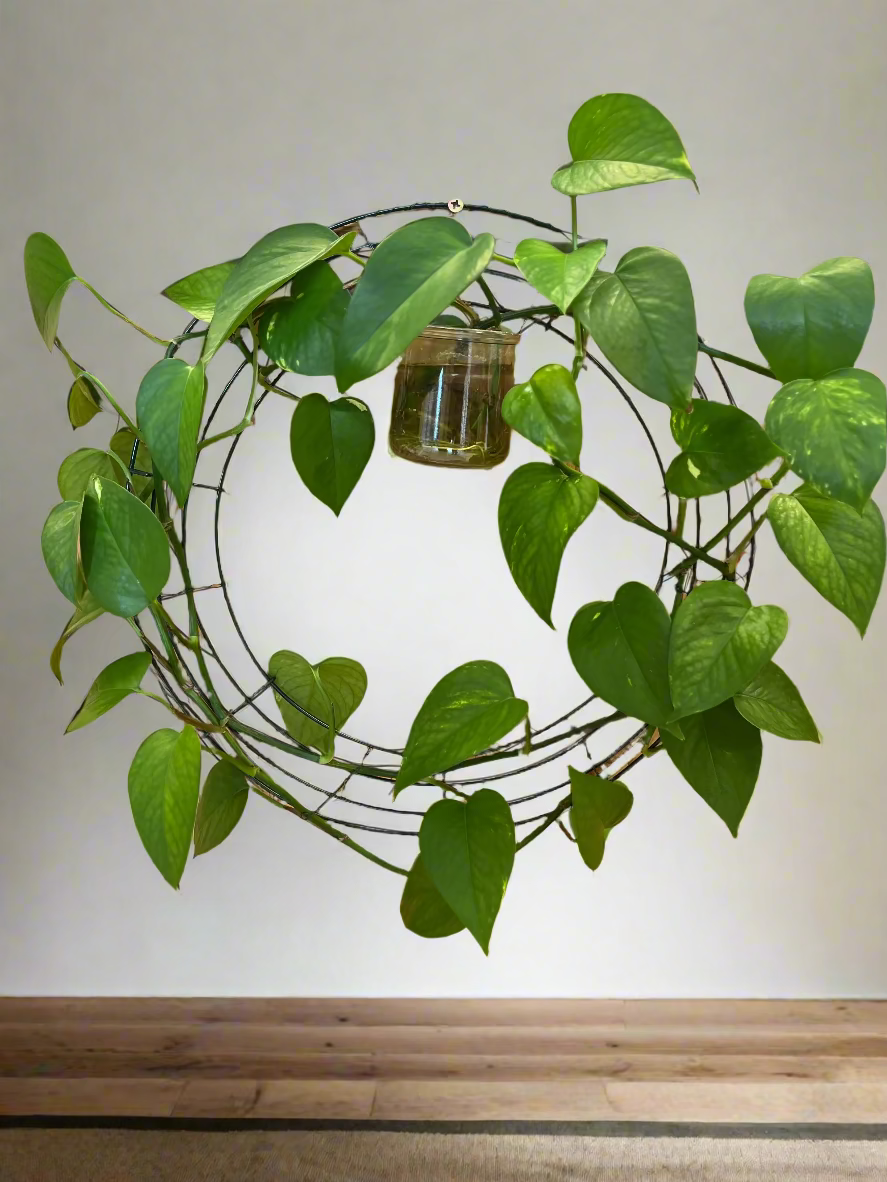 Pothos