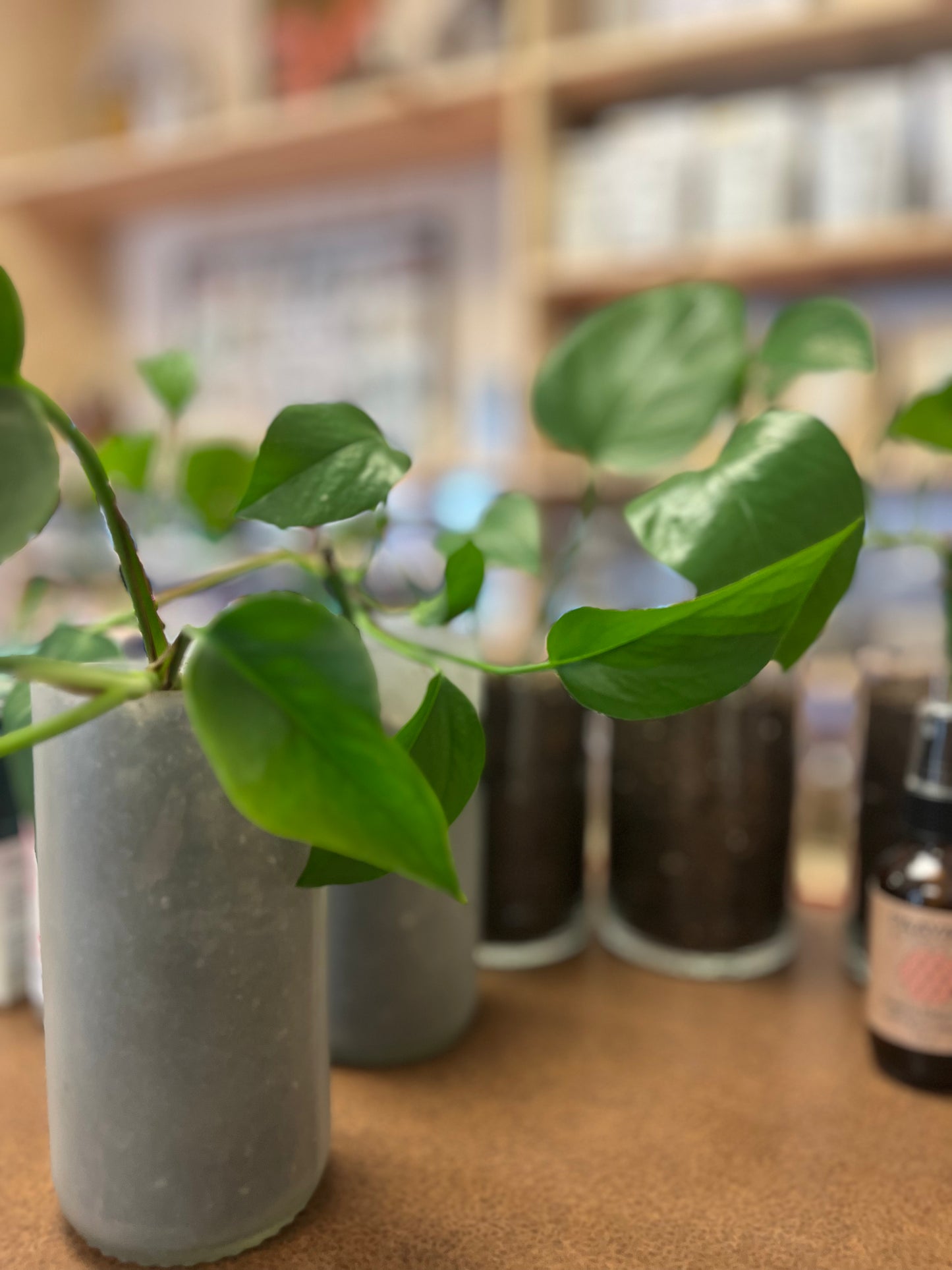 Pothos