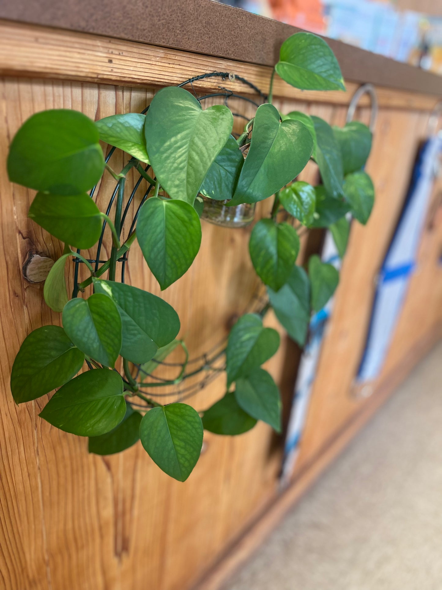 Pothos
