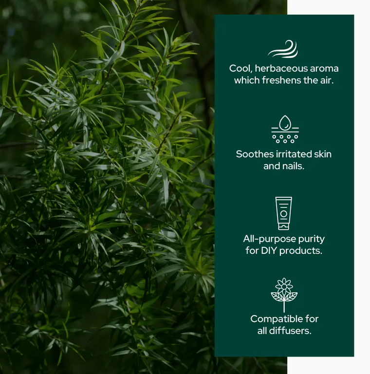 Tea Tree Oil For Aromatherapy, Skincare and Haircare |