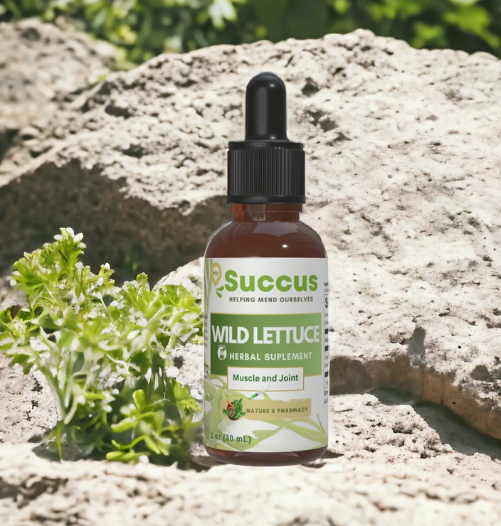 Wild Lettuce Tincture - Natural Relaxation and Calm Support