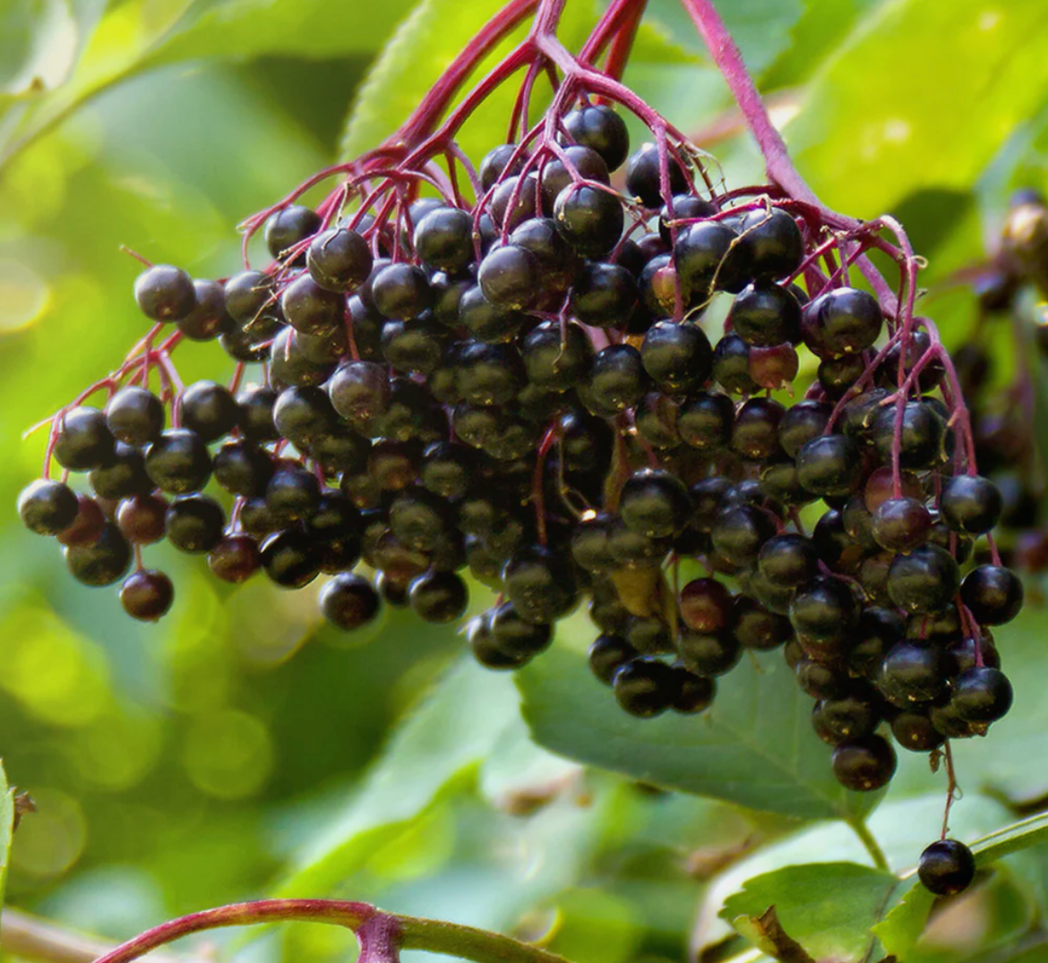 Black Elderberry Honey, Organic Alcohol-free 1 oz