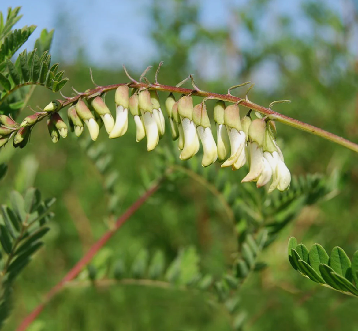Astragalus Capsules - Long Term Immune Support