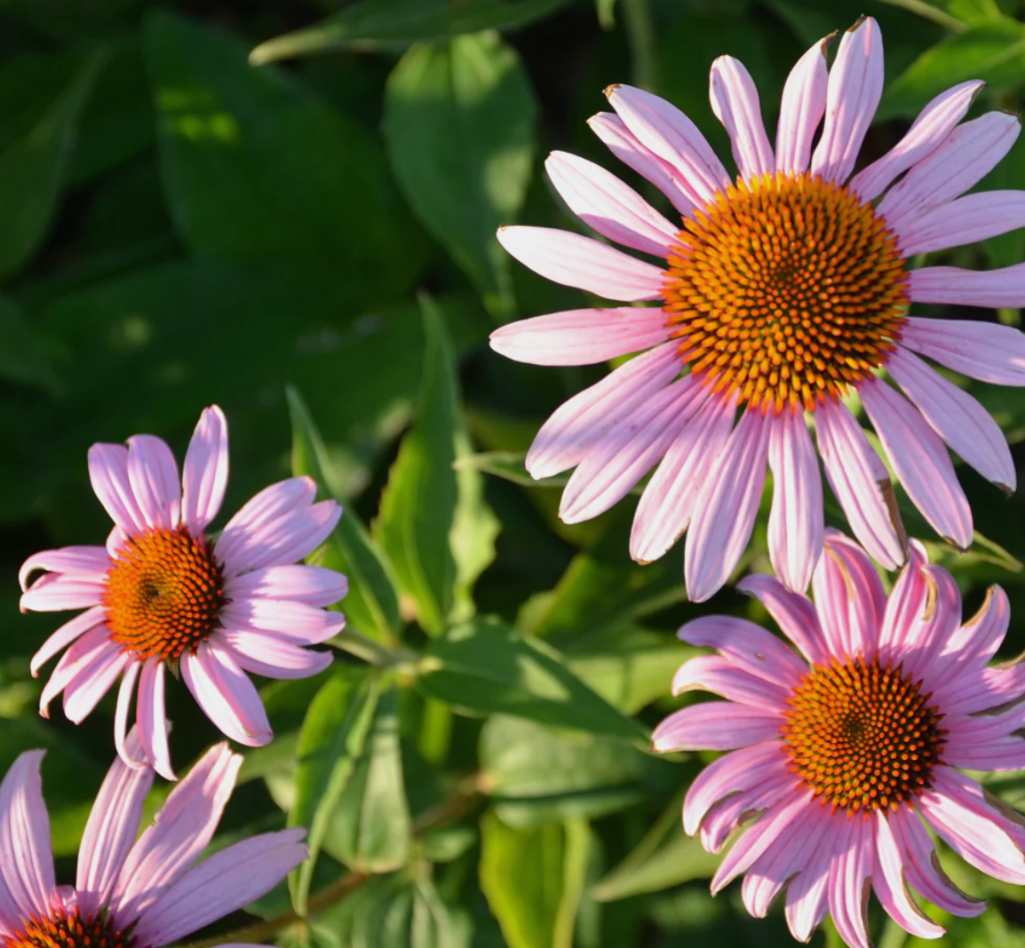 Premium Echinacea, Alcohol-free - Raspberry