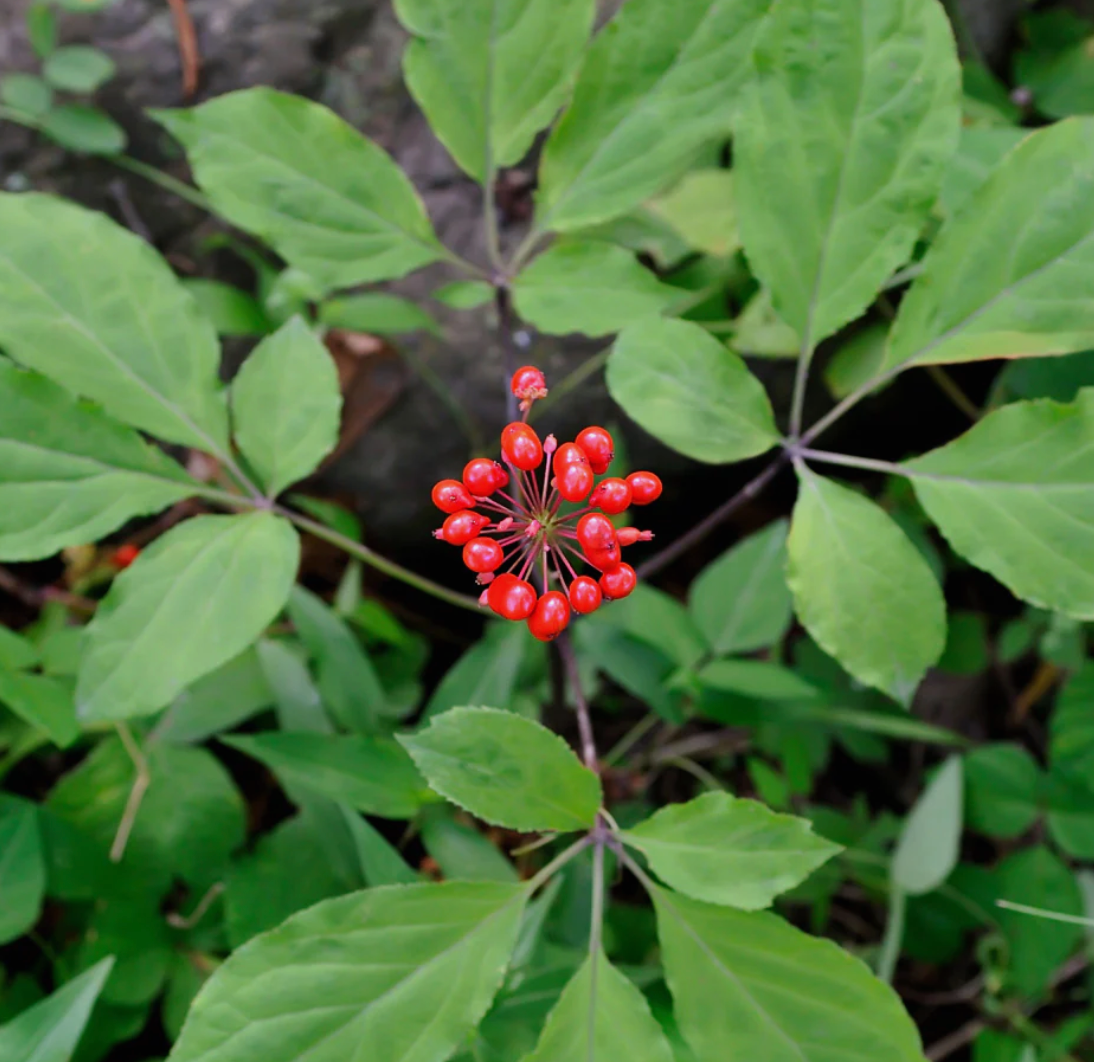 American Ginseng Extract