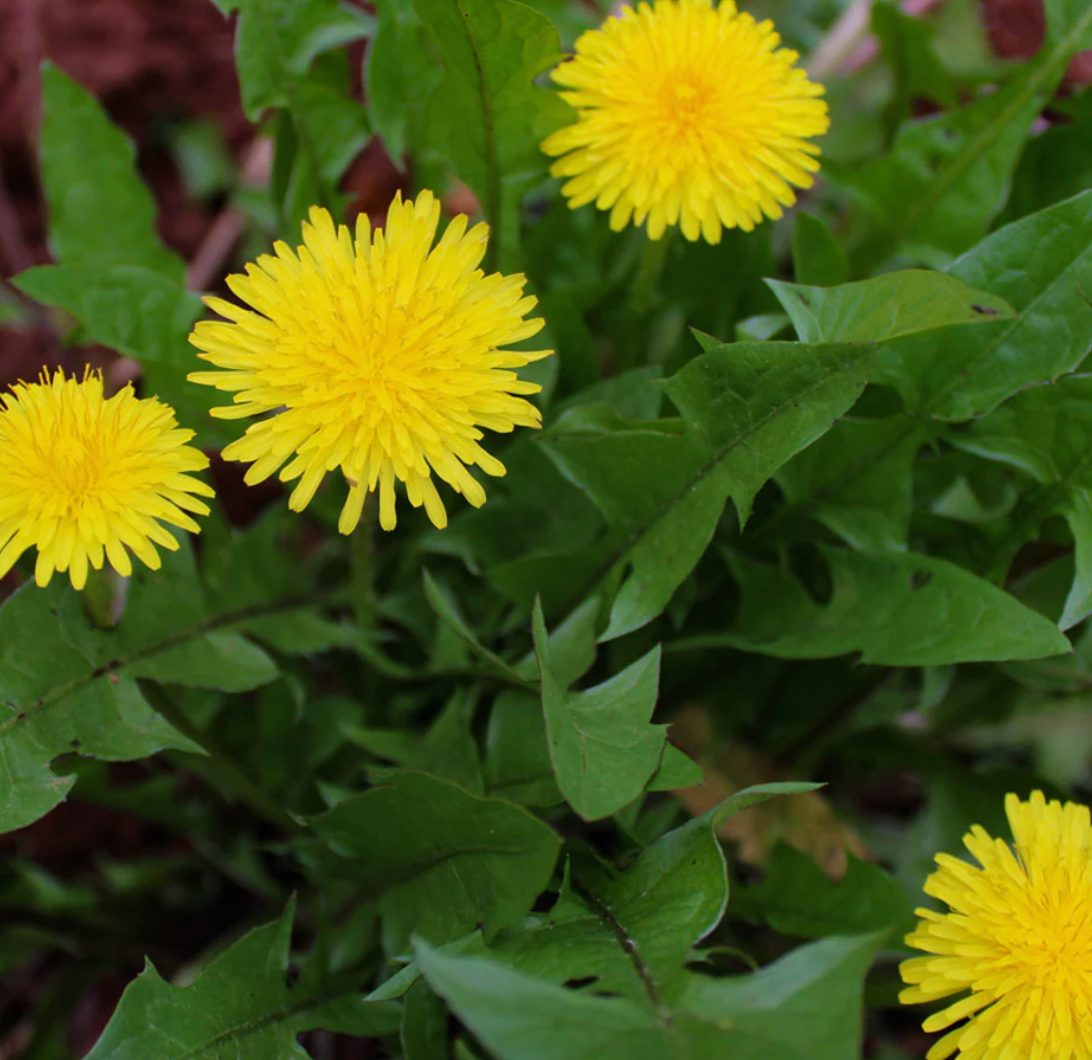 Dandelion Root Capsules