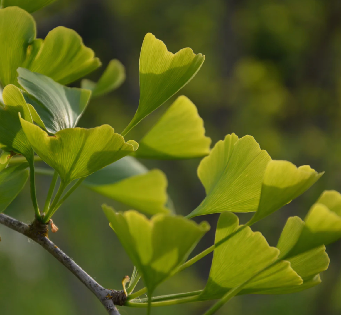 Ginkgo Capsules