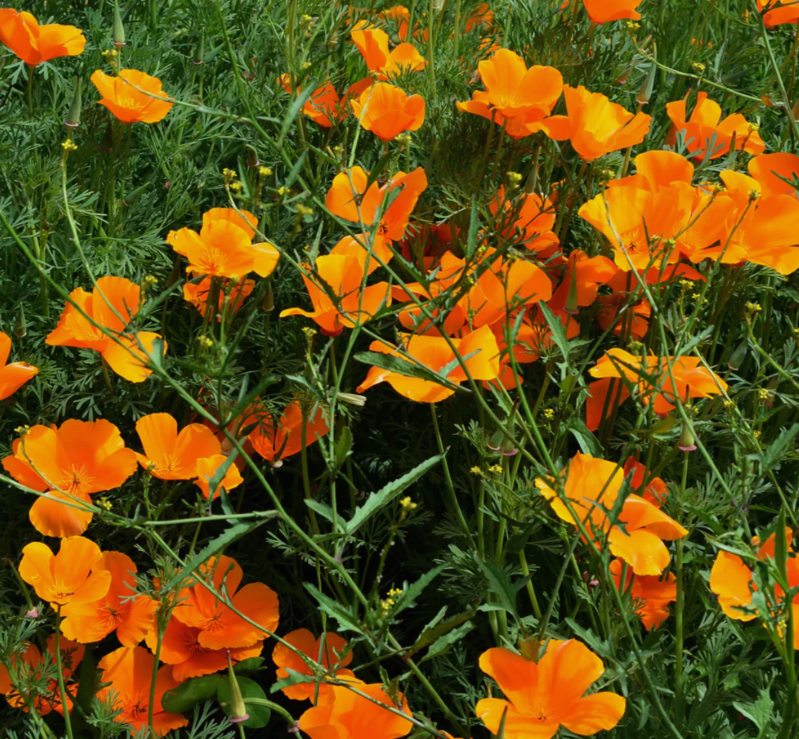 California Poppy, Organic Extract