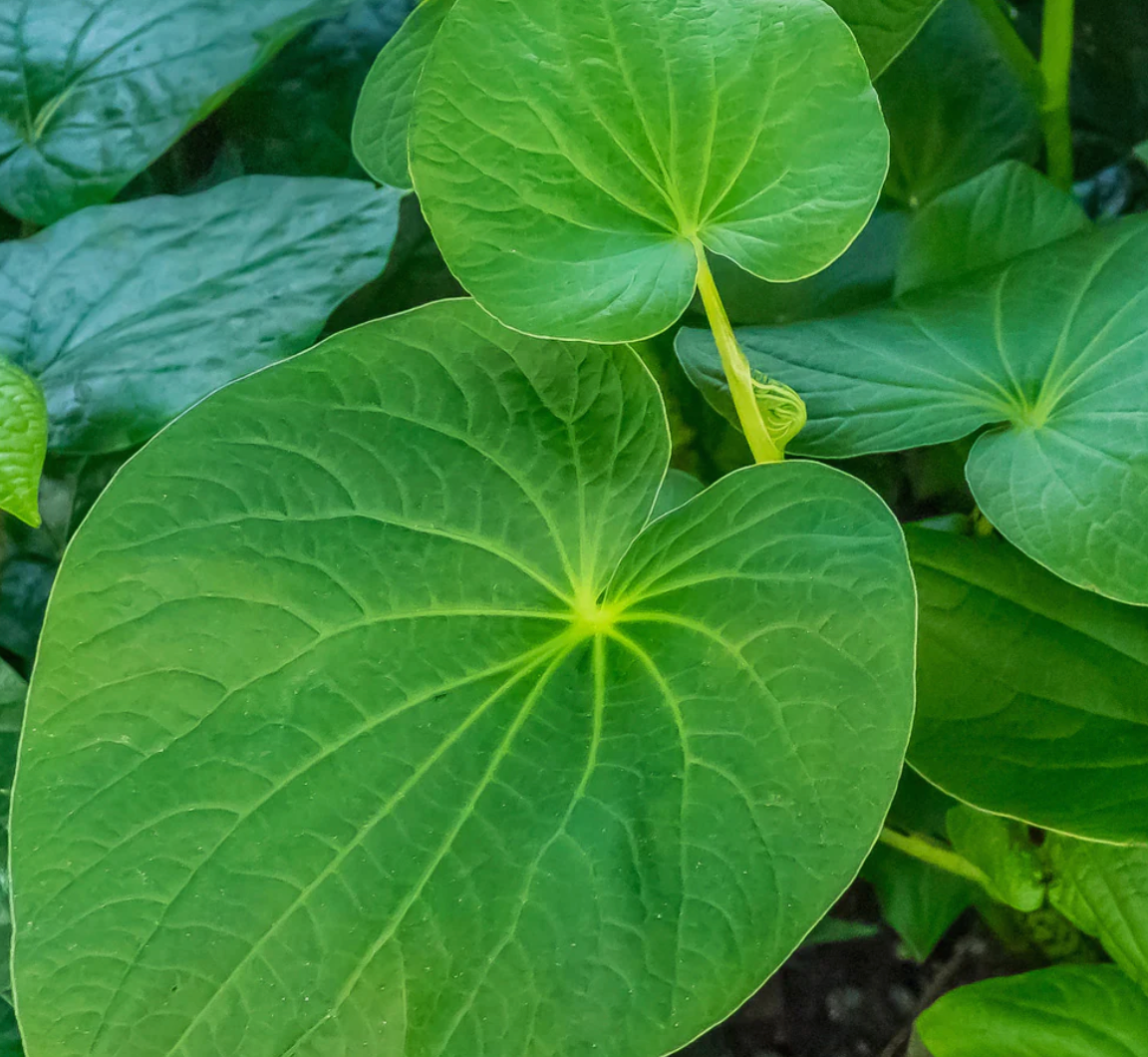 Kava Capsules