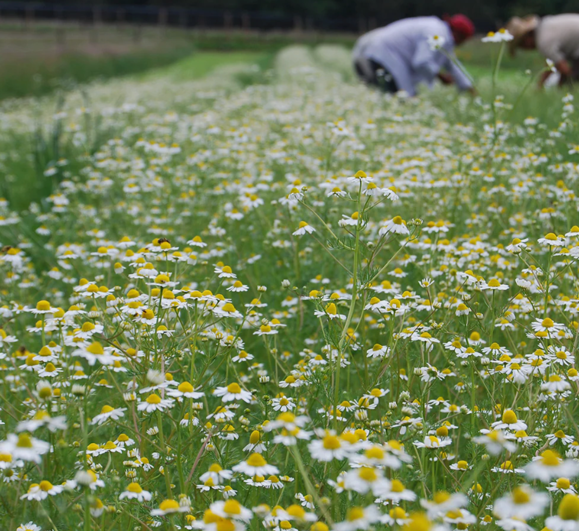 Chamomile Flowers, Organic Extract