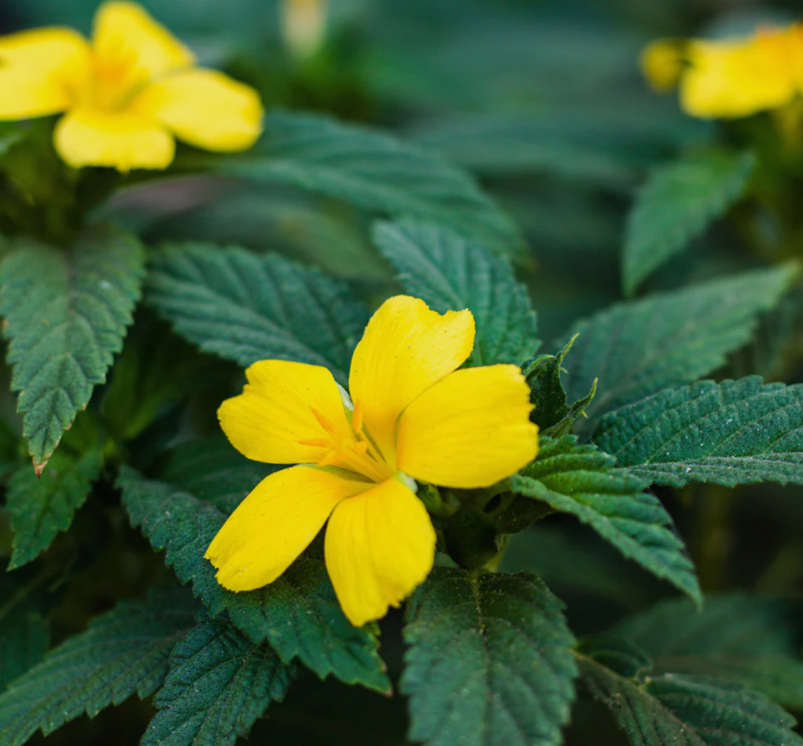 Damiana, Organic Extract