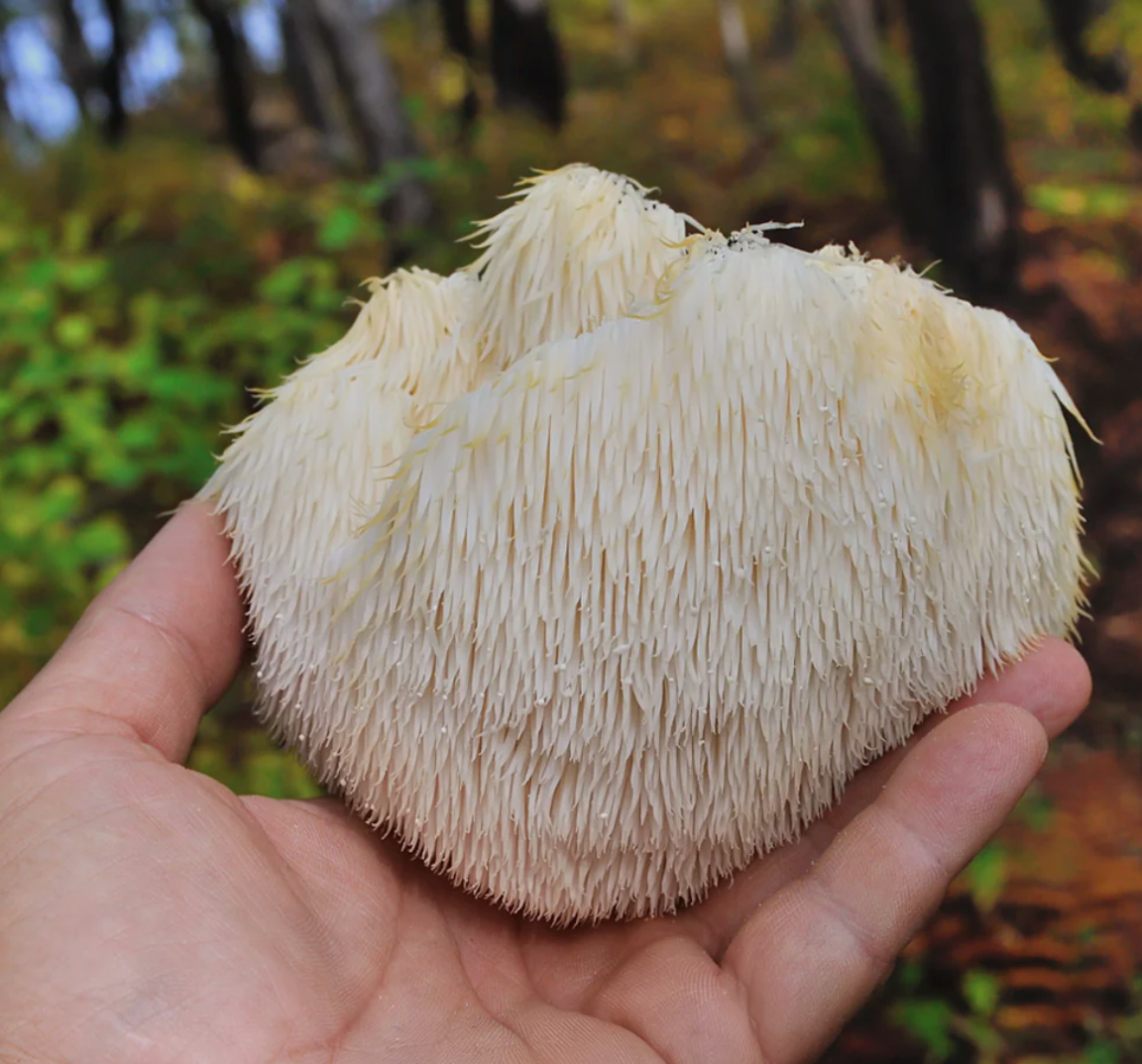 Lion's Mane Capsules