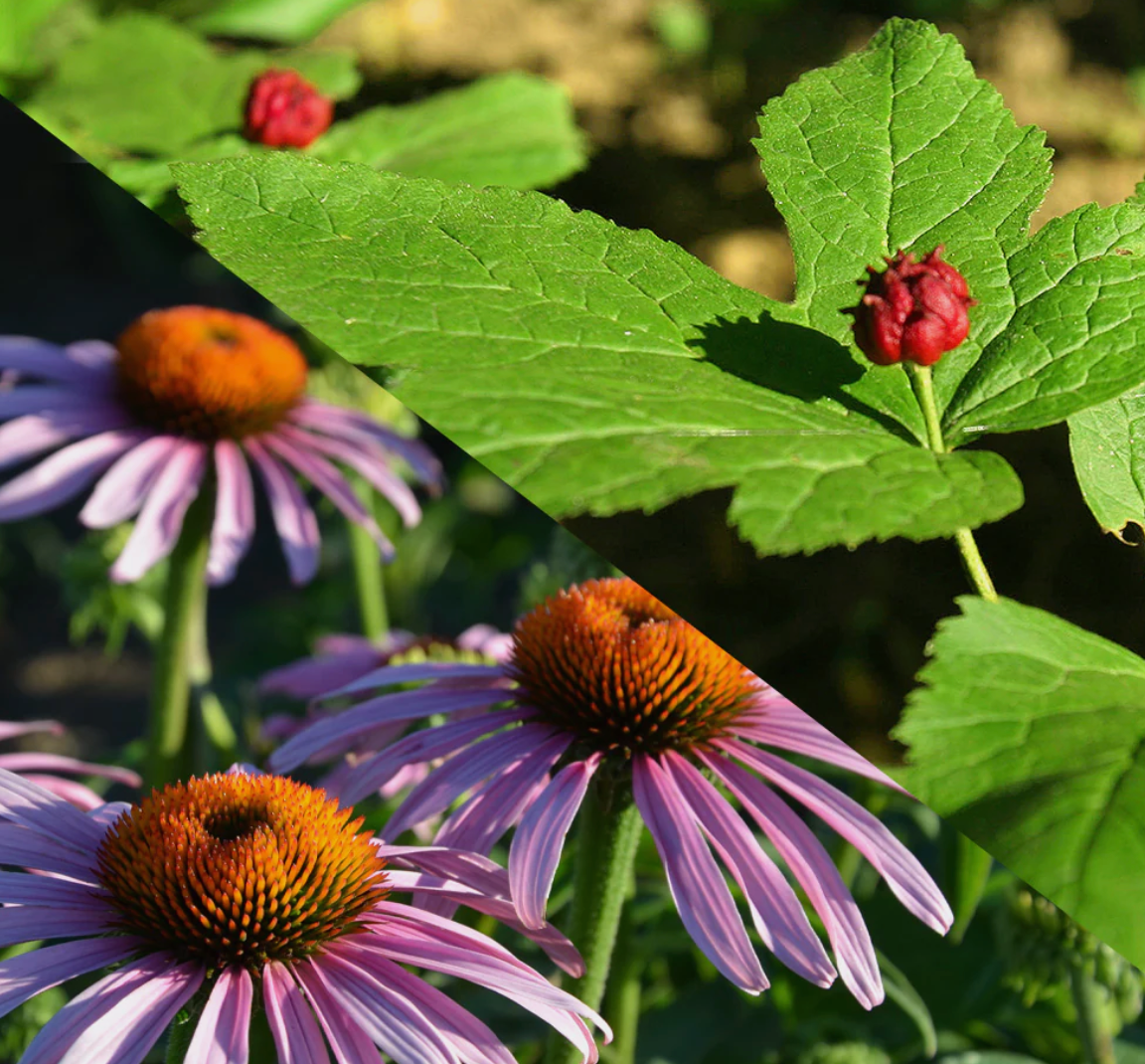 Echinacea Goldenseal, Organic Extract