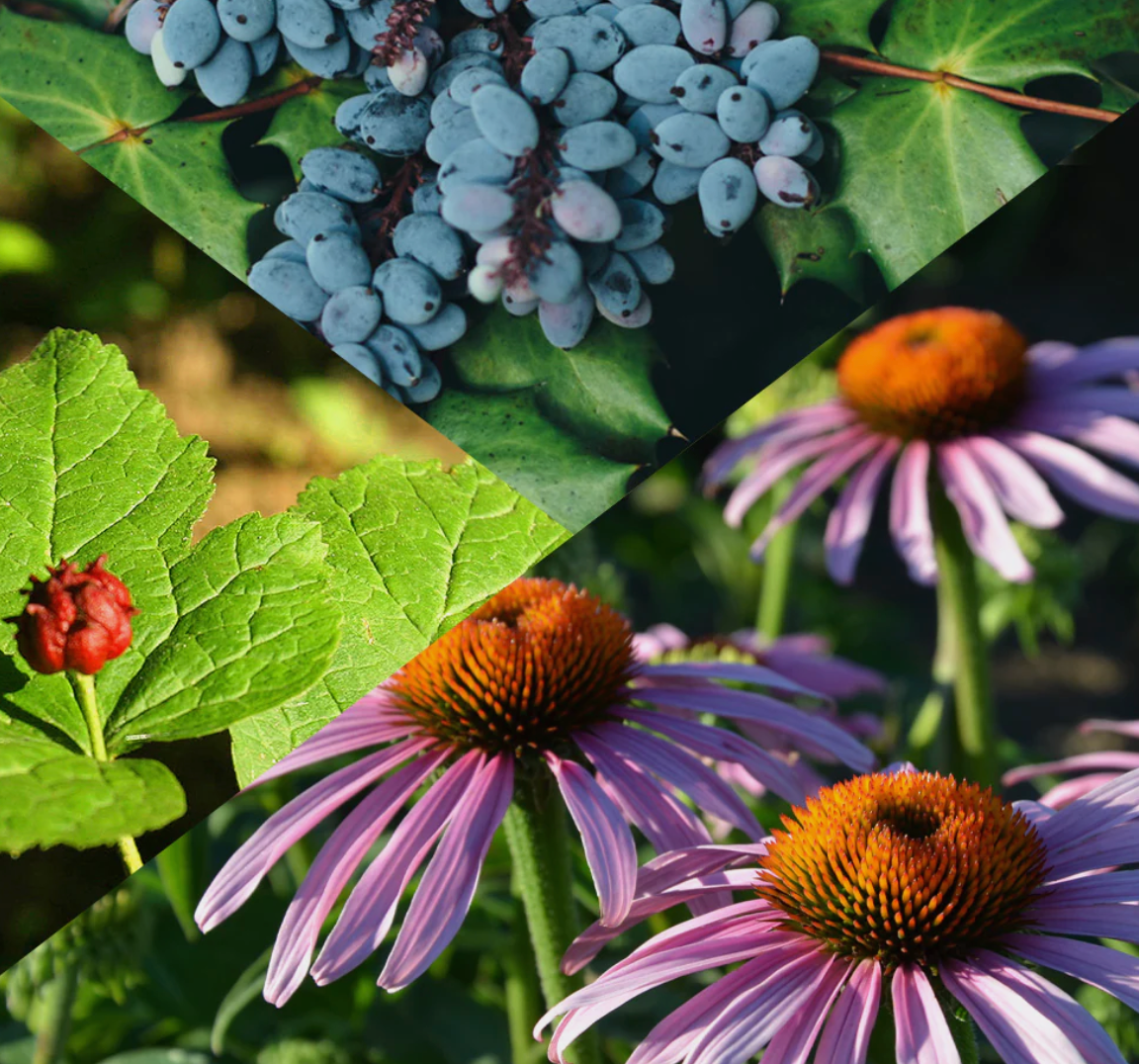 Echinacea Goldenseal Plus, Organic Extract