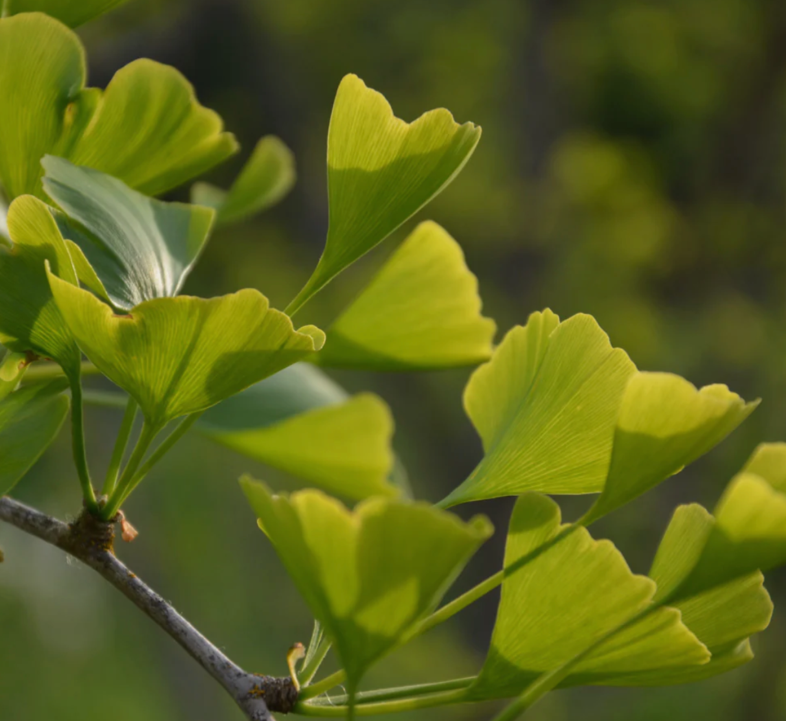 Ginkgo, Organic Extract