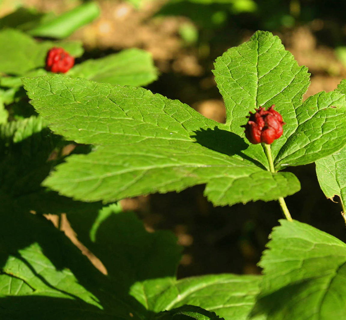 Goldenseal, Organic Extract