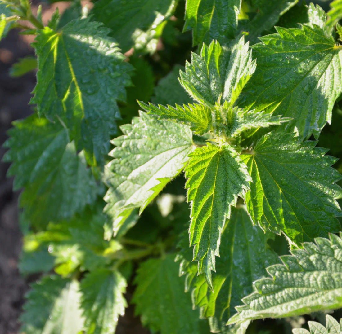 Freeze-Dried Nettle Capsules