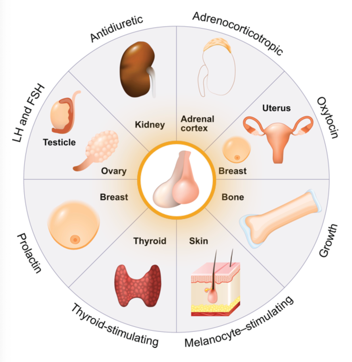 CellTropin