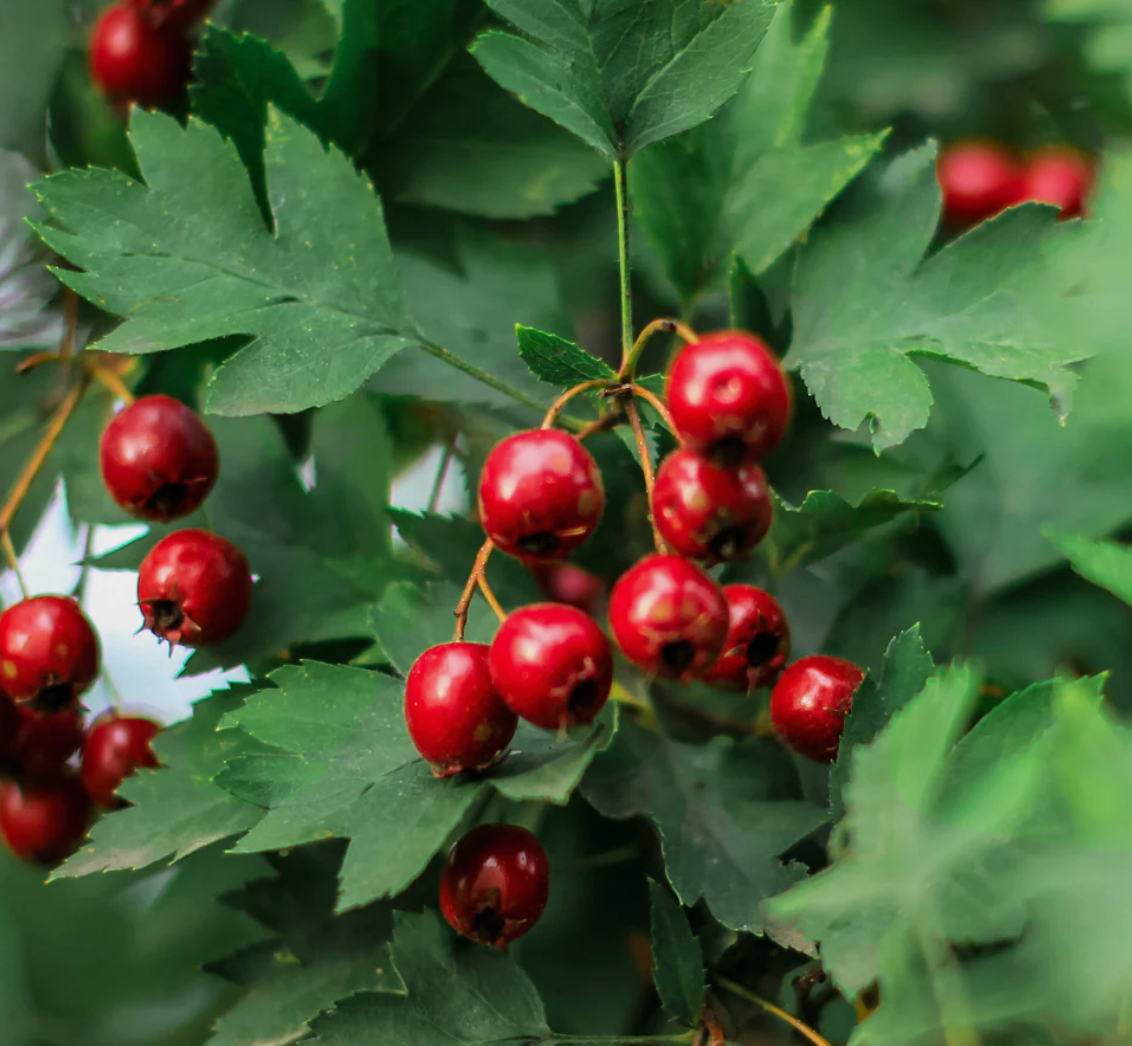 Hawthorn, Organic Extract