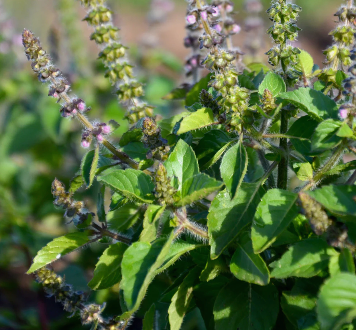 Holy Basil, Organic Extract