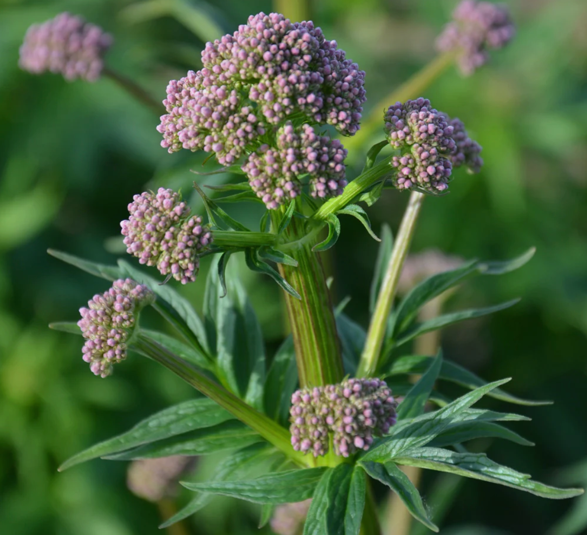 Valerian