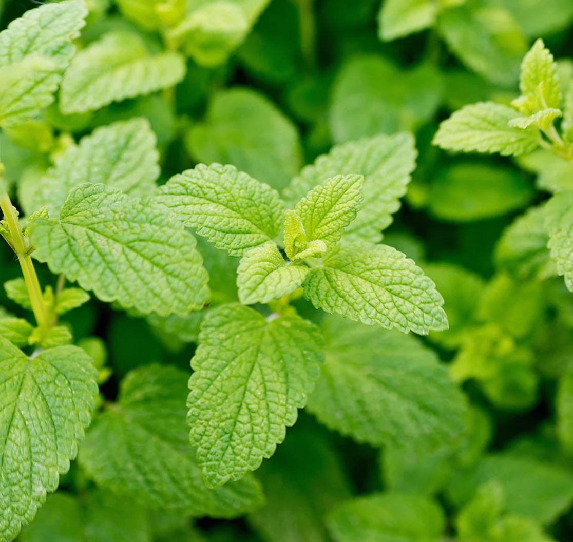 Lemon Balm Extract - Calm