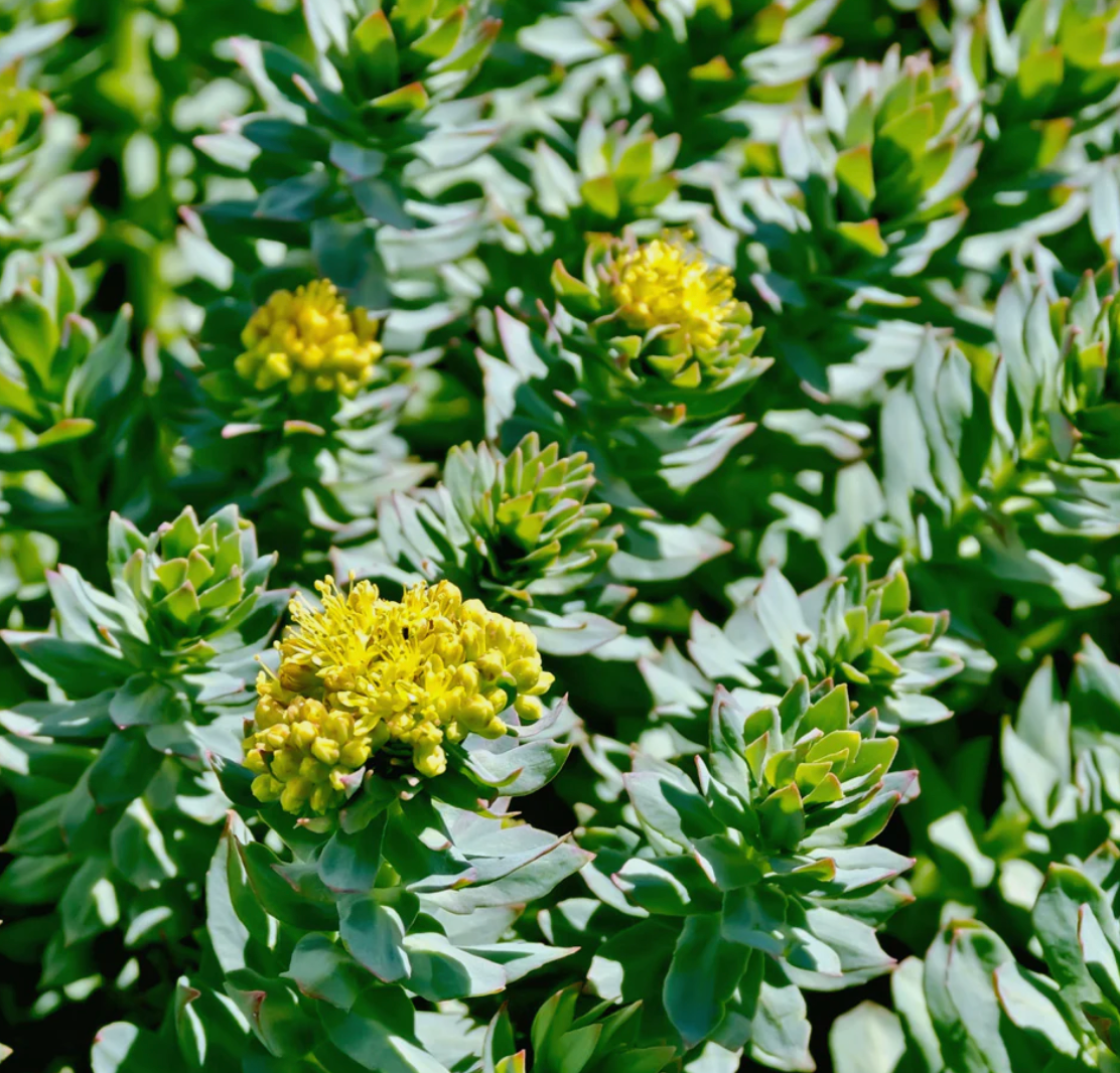 Rhodiola Capsules - Adaptogen/Resistance