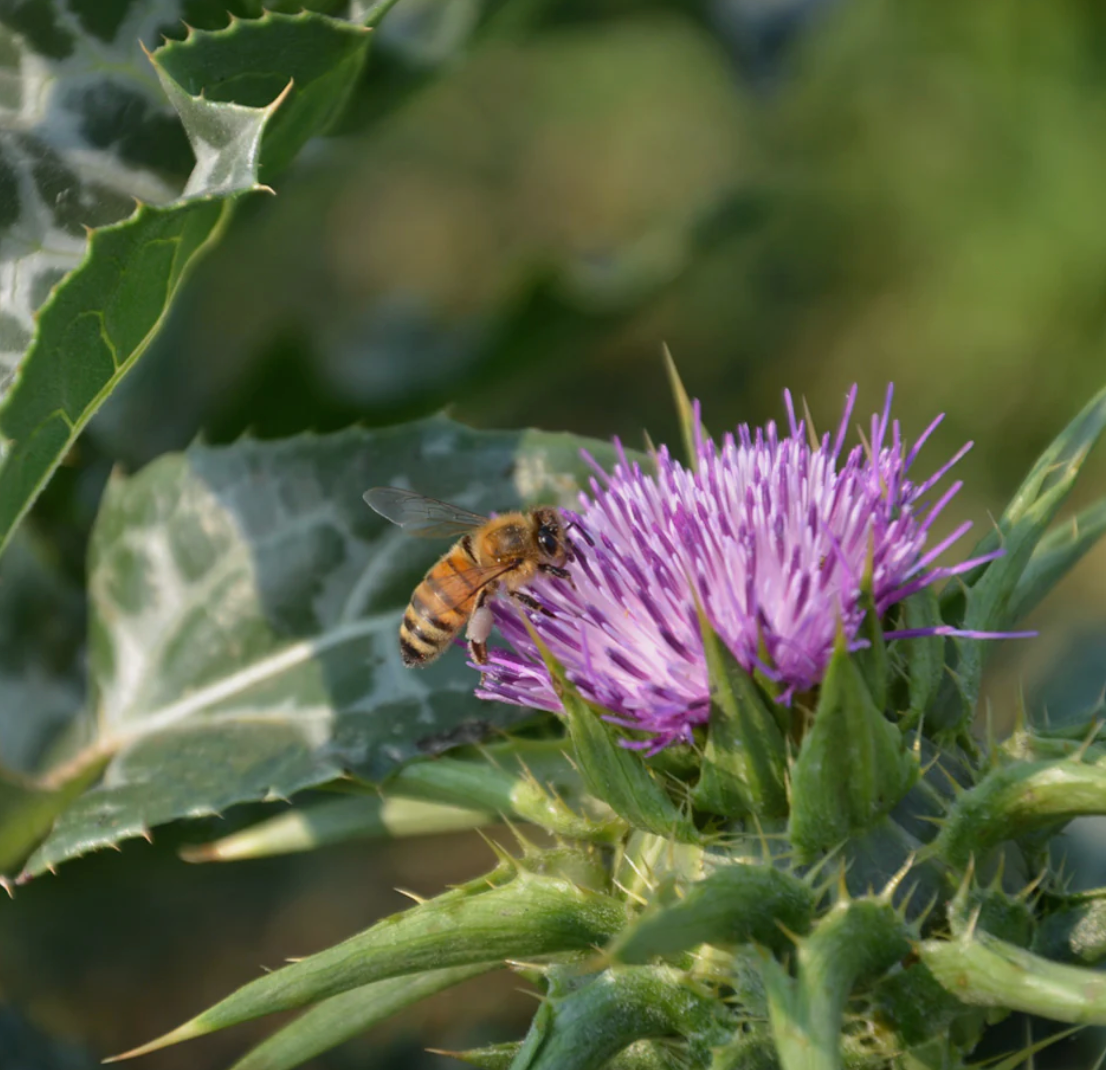 Milk Thistle, Organic Extract - Liver Support