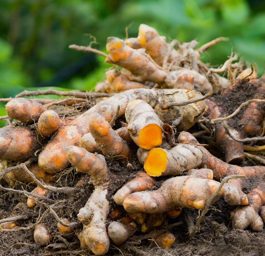 Turmeric Tincture - Anti-Inflammatory