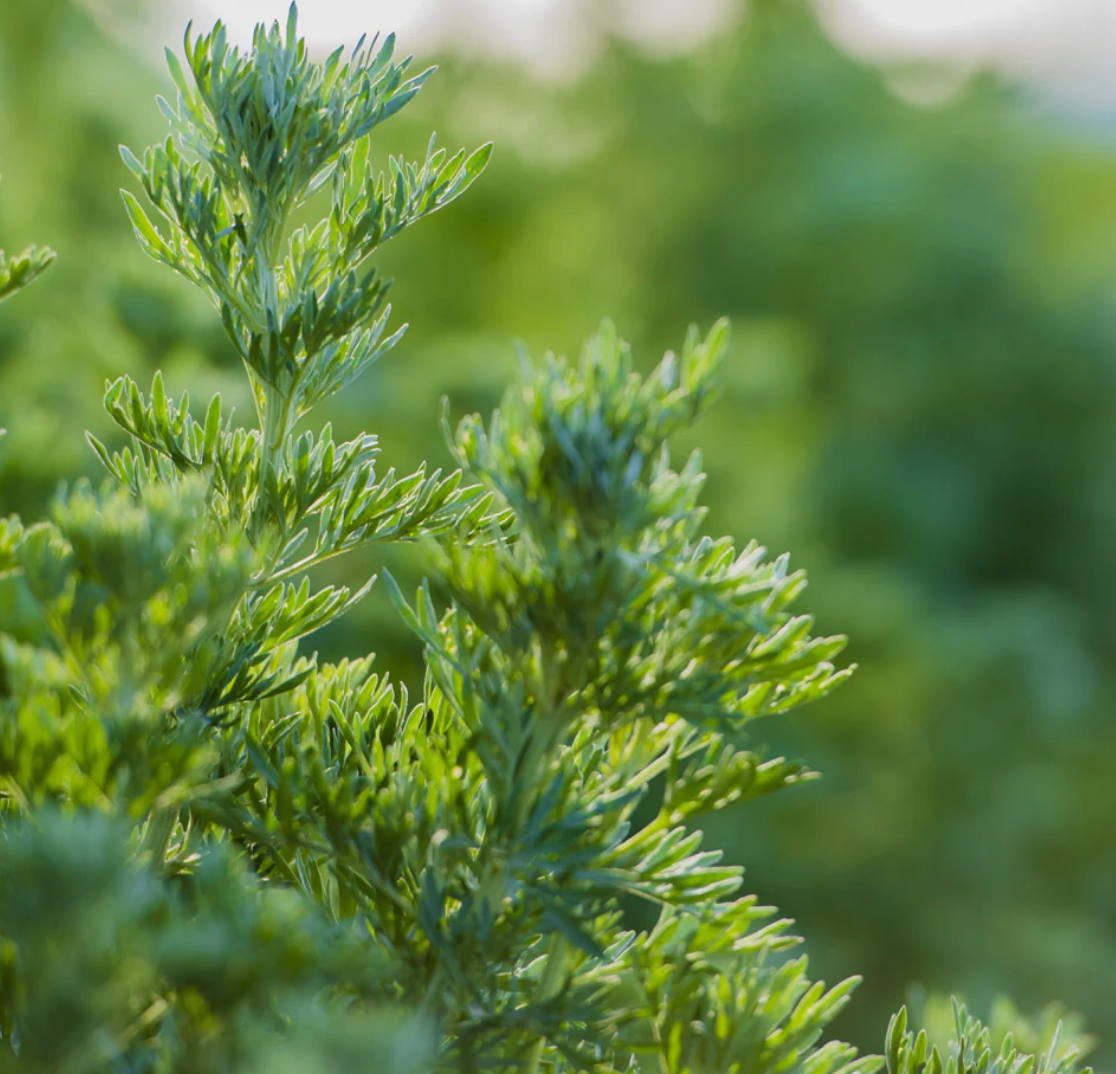 Wormwood Capsules