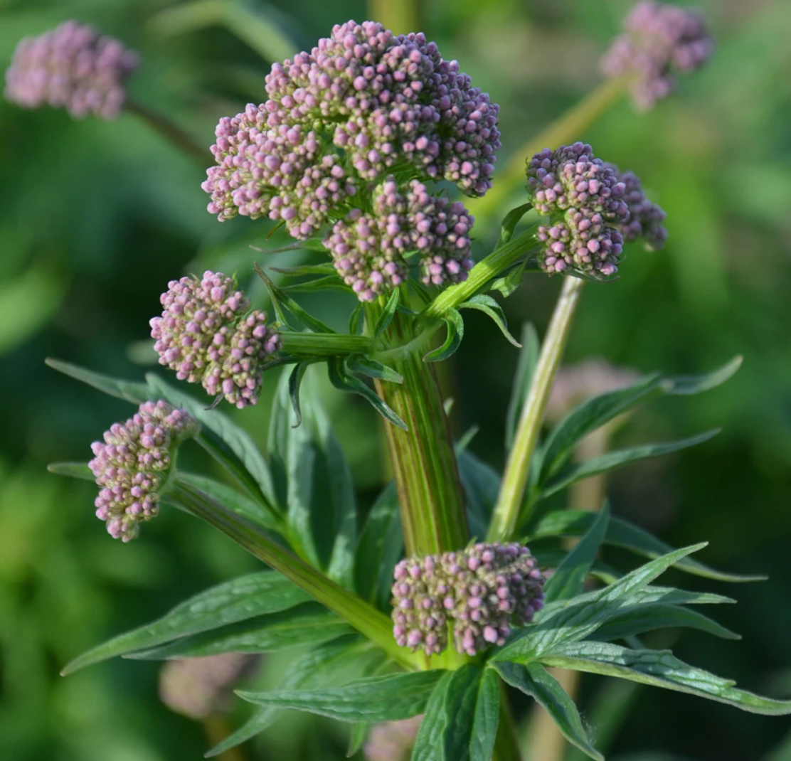 Valerian, Organic Extract