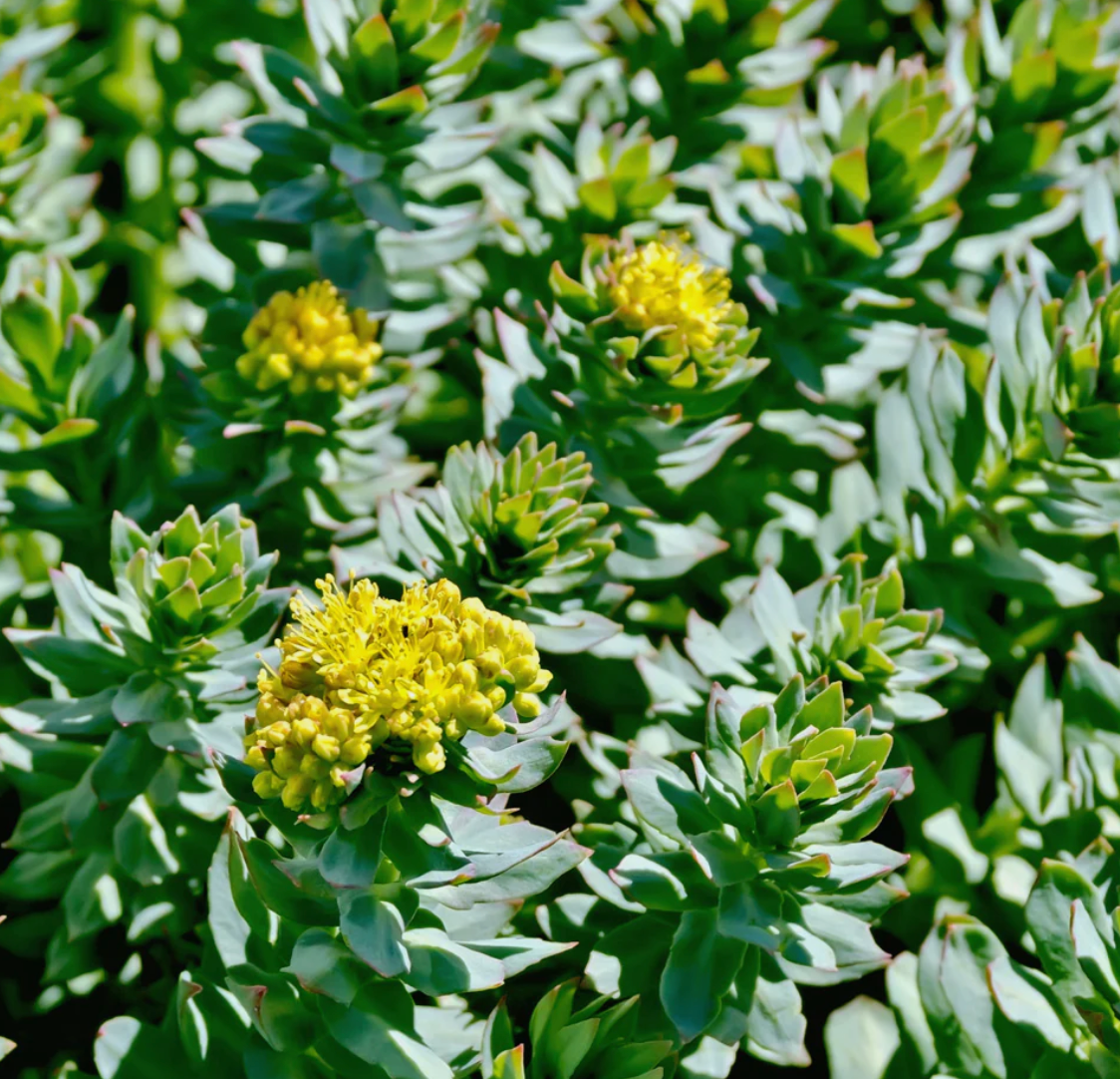 Rhodiola, Organic Extract