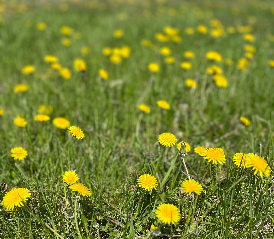 Dandelion -- The History, Benefits & Magic of the Mighty Dandelion