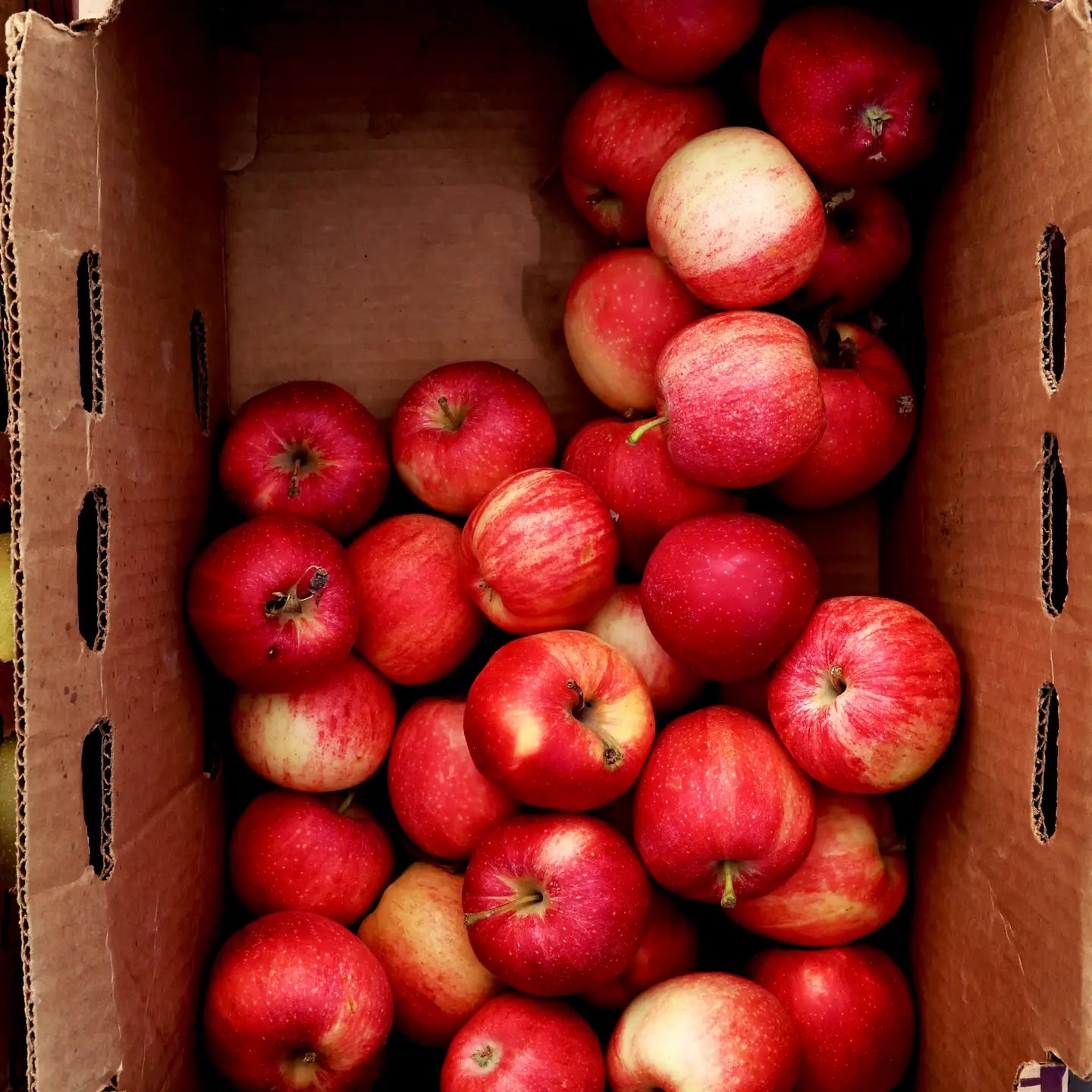 Honeycrisp Cardamom Probiotic Soda - No Added Sugar - 750ml