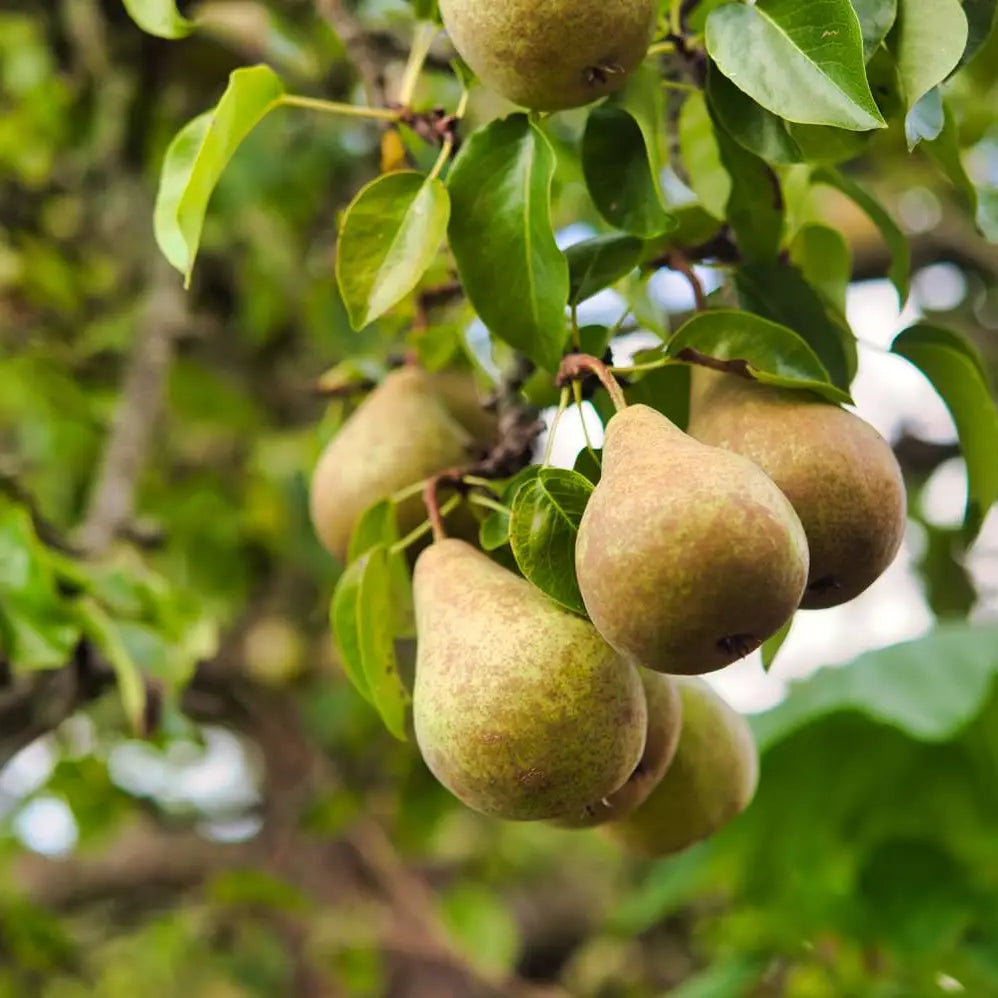 Falling Pears Probiotic Soda - No Added Sugar - 750ml