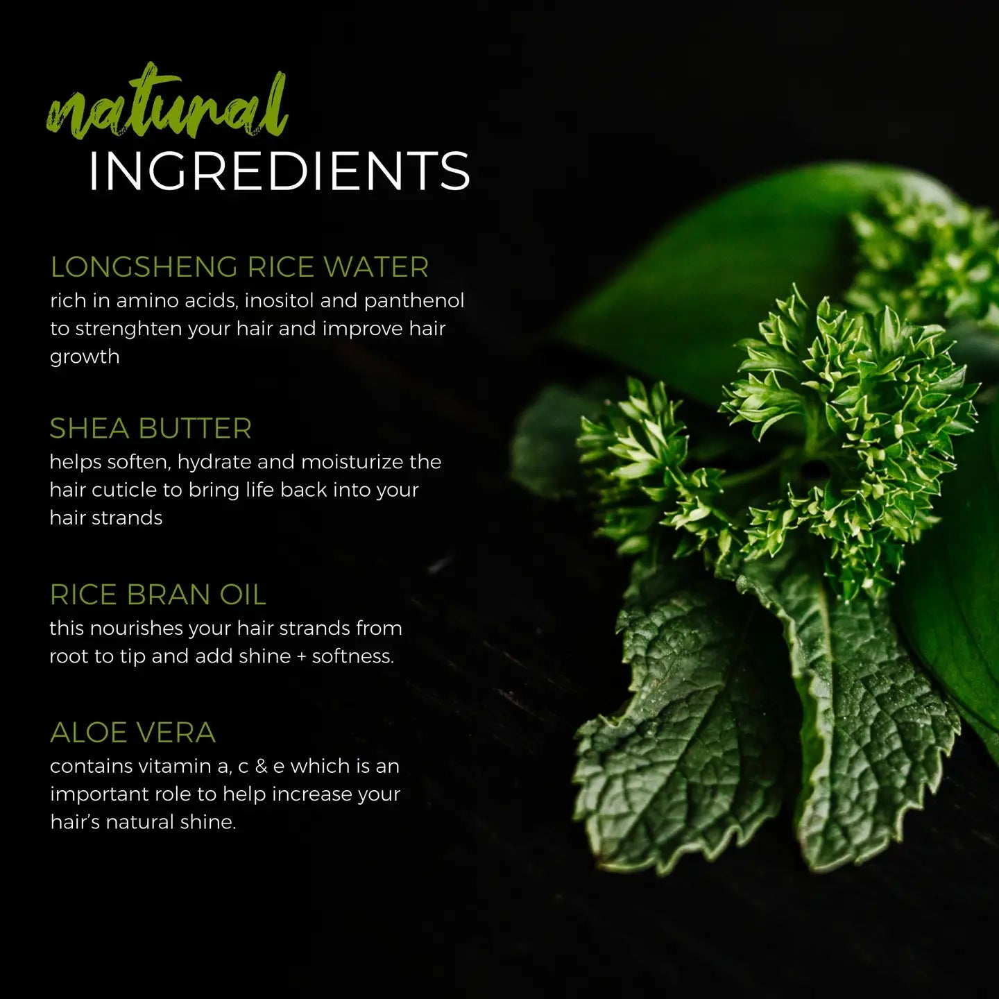 Rice Water Shampoo Bar | Tea Tree Mint Eo | All Hair