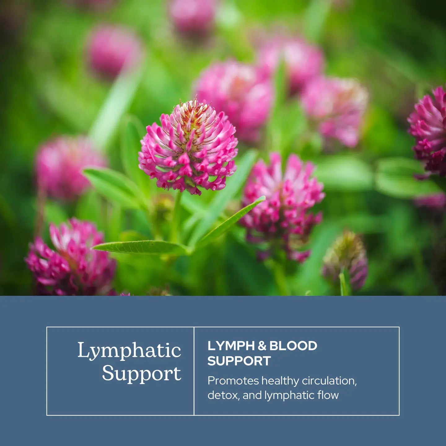 Lymph & Blood Cleanse Capsules