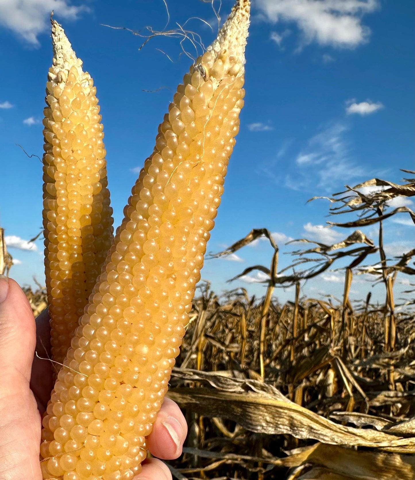 Organic White Popcorn