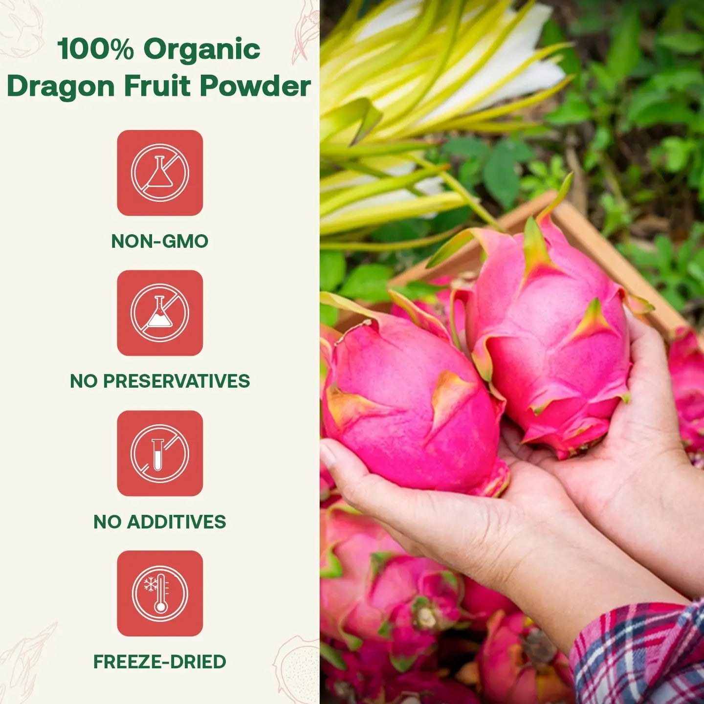 Organic Dragon Fruit Powder
