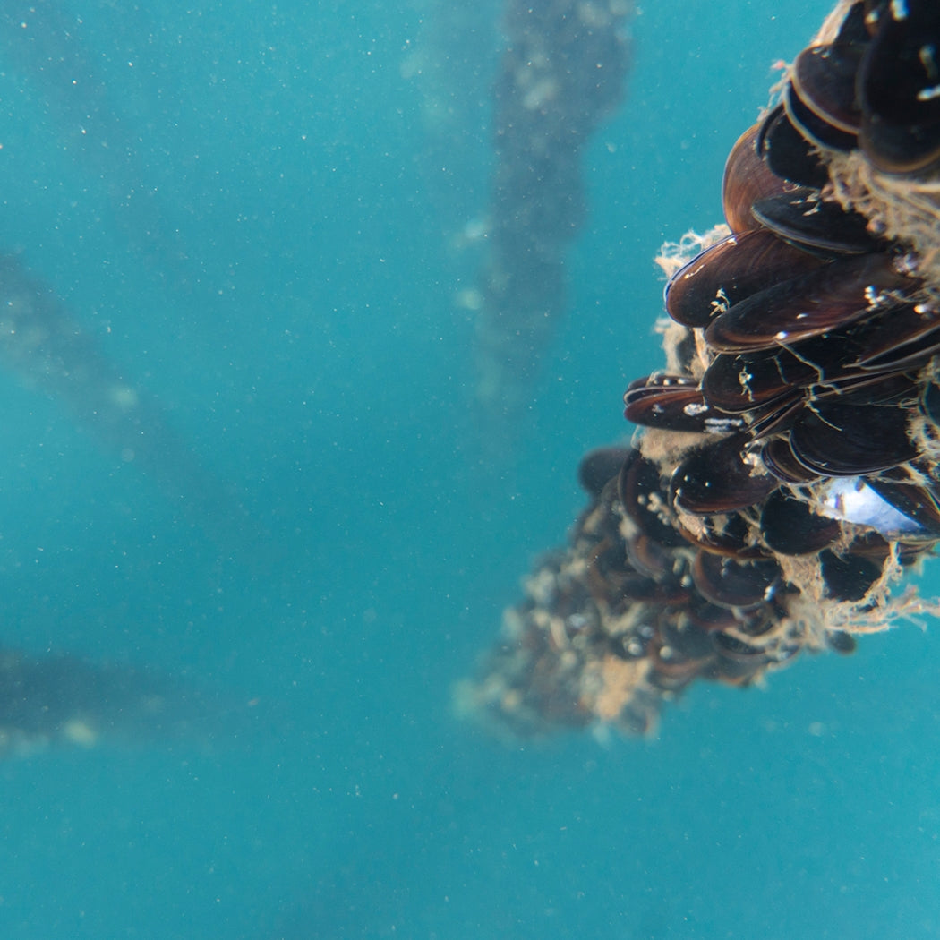 Tinned Fish - Mussels