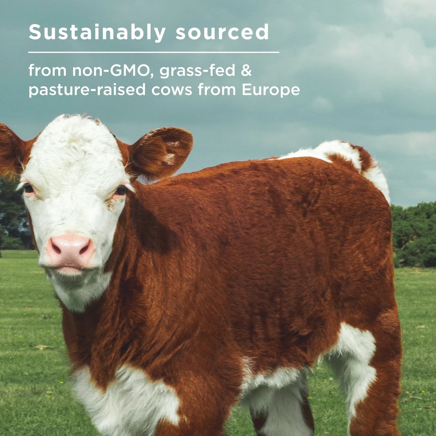 Bone Broth Protein Butternut Squash