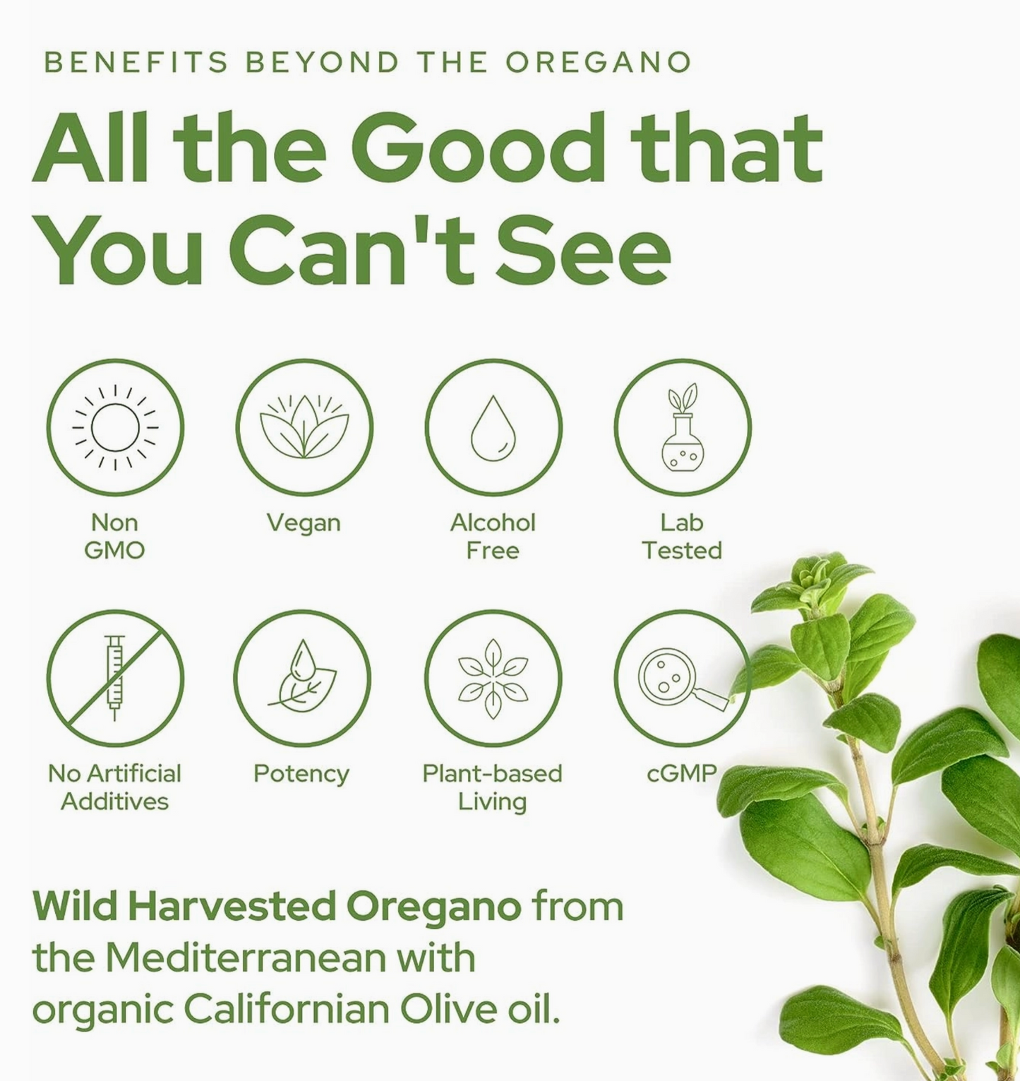 Oil of Oregano