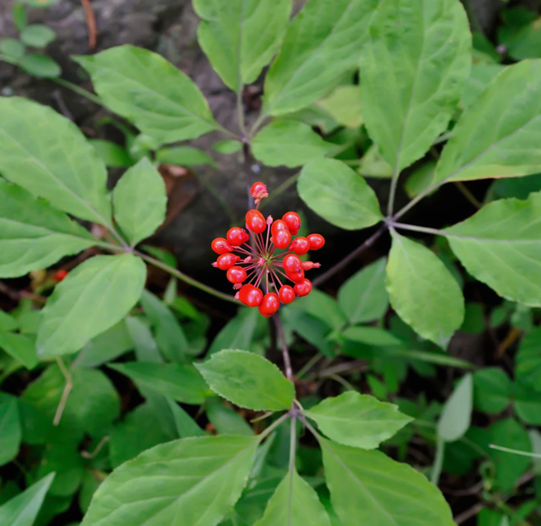 American Ginseng Capsules 50 Capsules