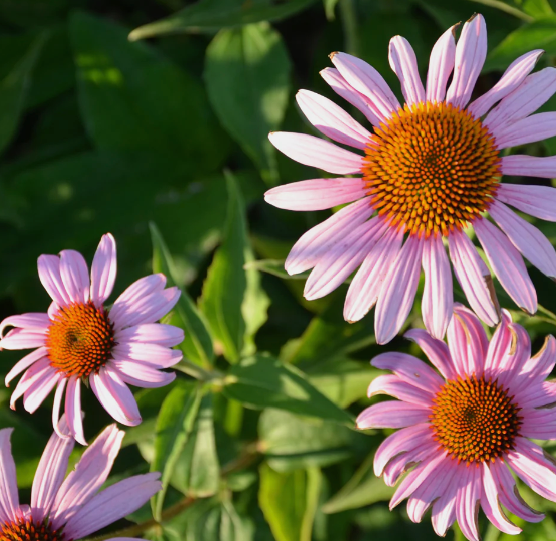 Echinacea Capsules