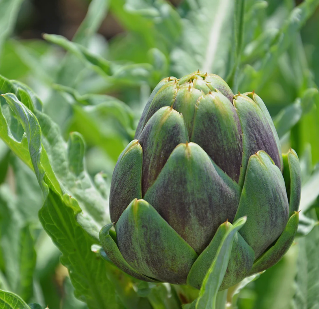 Artichoke, Organic Extract