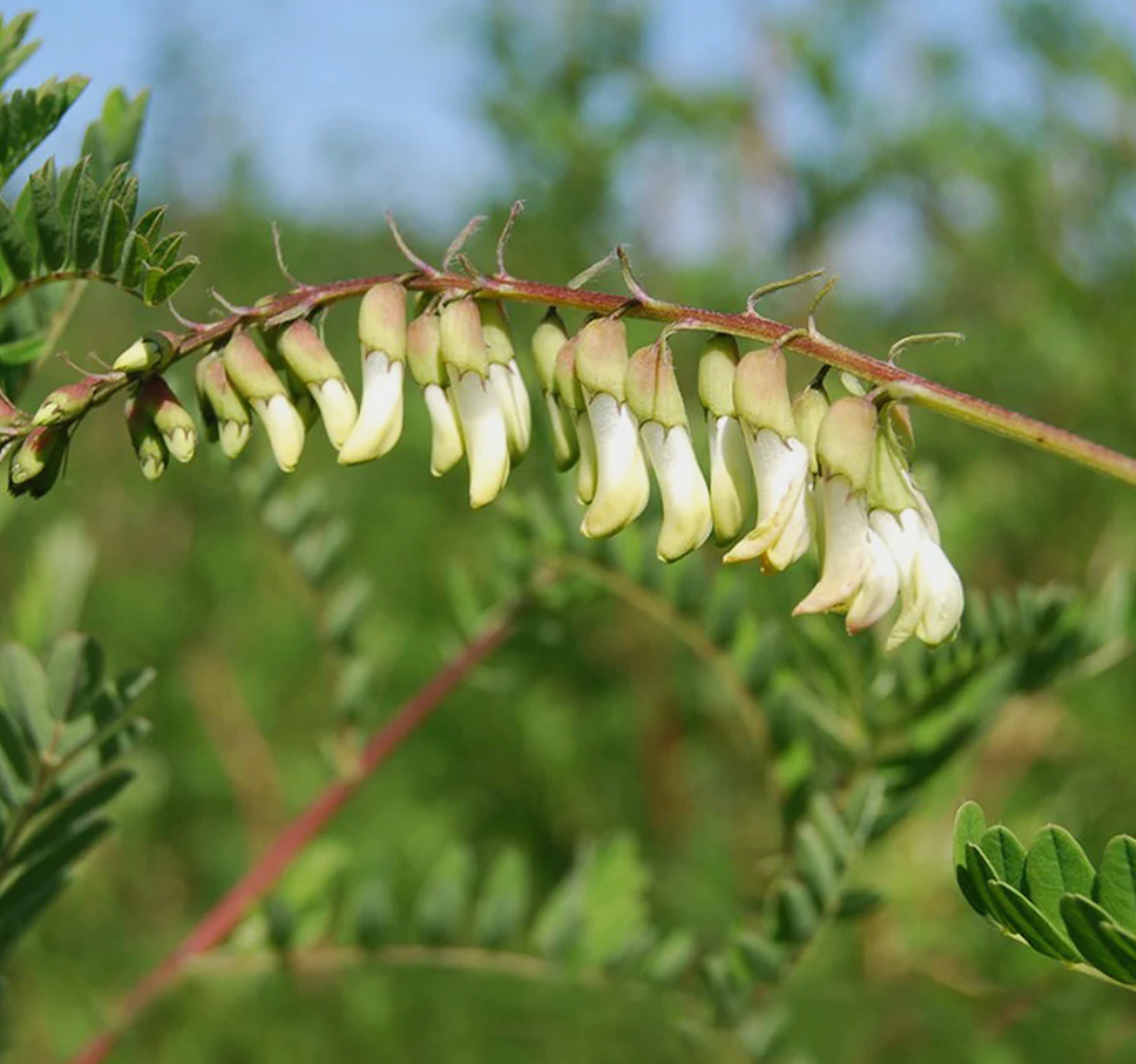 Astragalus, Organic Extract