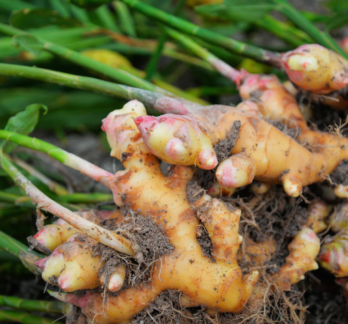Ginger Capsules