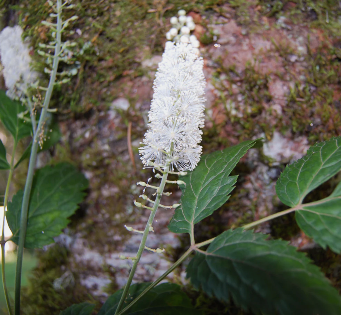 Black Cohosh, Organic Extract