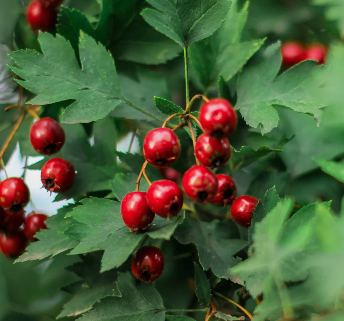 Hawthorn Capsules
